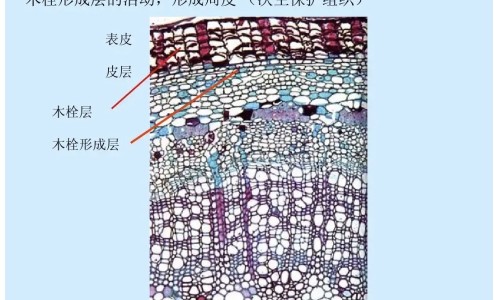 百合固金颗粒副作用网百合固金颗粒副作用有哪些知识网站,分享百合固金片和百合固金颗粒哪个效果大全